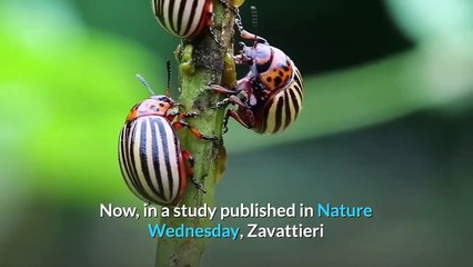 This Beetle Can Survive Being Run Over by a Car. Could It Lead