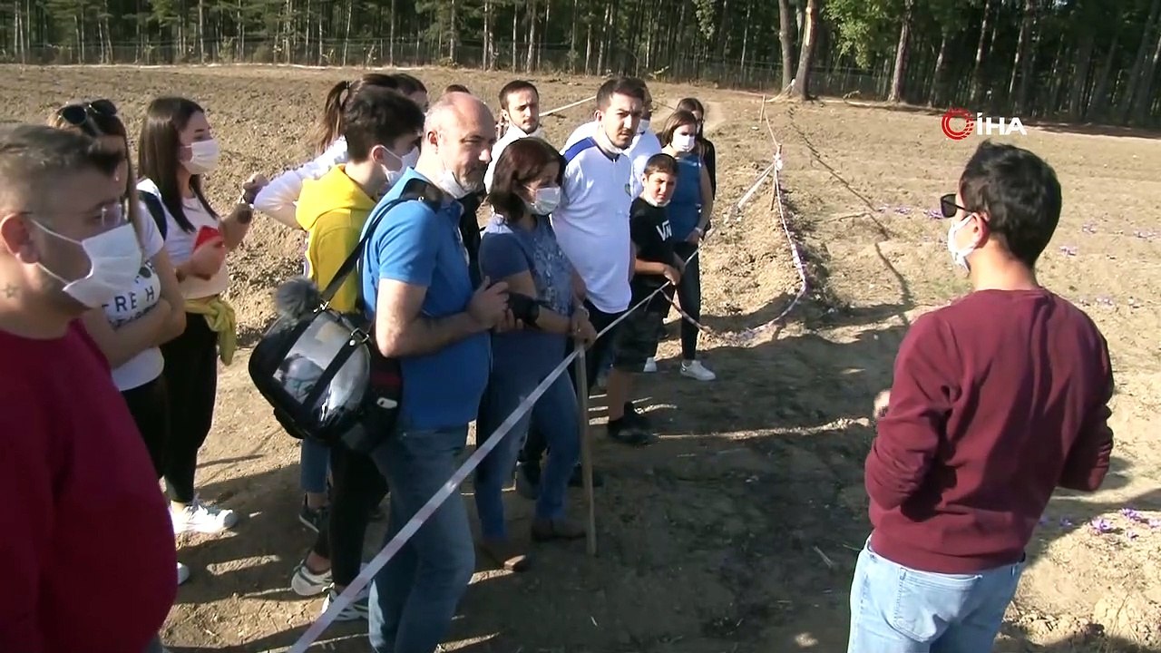 Safran tarlası turist akınına uğruyor