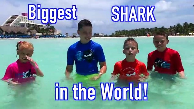 Swimming in the Ocean with Whale Sharks and Manta Rays!