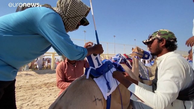 Corridas de camelos estão de regresso ao Catar