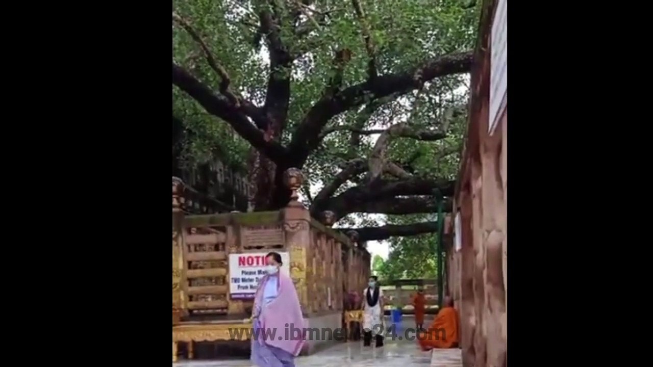 बोधगया का वह स्थान जहाँ गौतम बुद्ध को ज्ञान प्राप्त हुआ था  | Bodh Tree Bodhgaya | Bodhgaya Temple