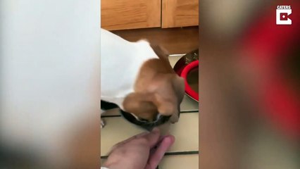 Ce chaton ne veut pas laisser une miette dans la gamelle du chien