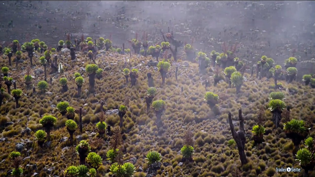 Ausschnitt aus Afrika - Das Magische Königreich: Pflanzenwelt