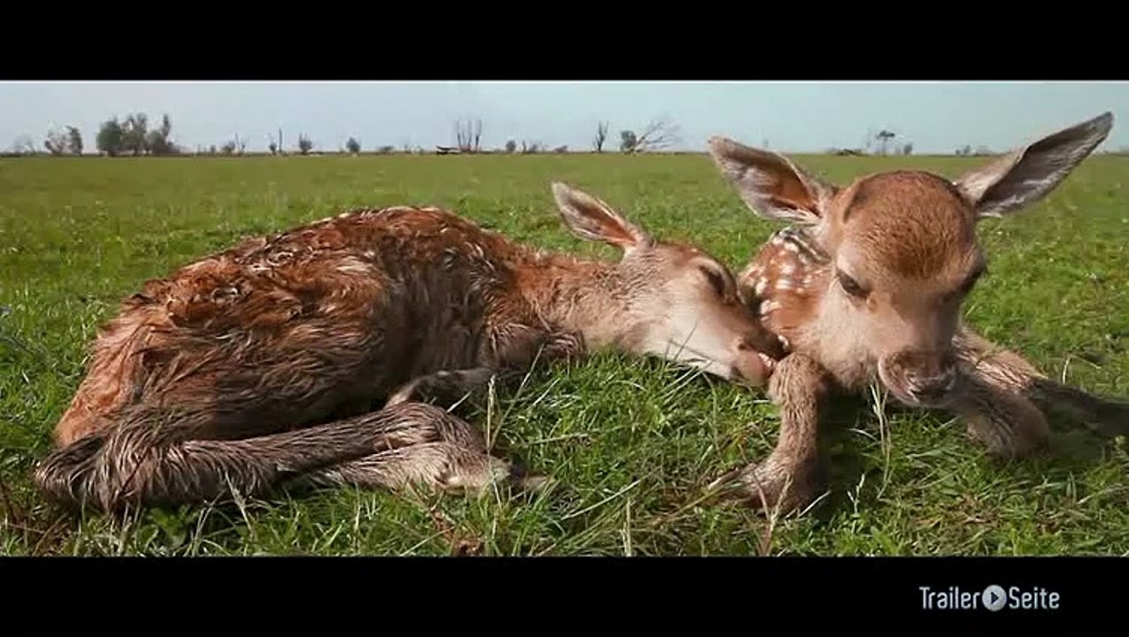 Ausschnitt aus Die Neue Wildnis: Kinder Kinder