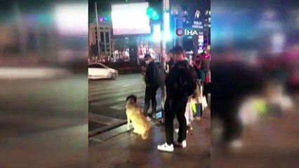 Sokak köpeği yolun karşısına geçmek için yeşil ışığı bekledi
