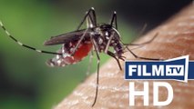 Mückenplage: Gefährliche Krankheiten durch exotische Stechmücken - Video