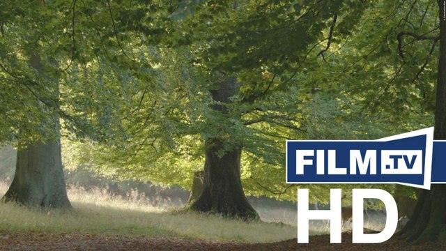 Das Geheime Leben Der Bäume Trailer Deutsch German (2020)