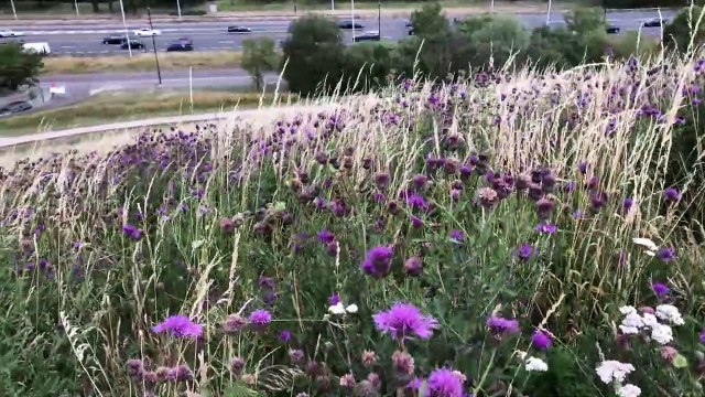 Northala Fields - London - United Kingdom. The Hills next to A40 Western Avenue