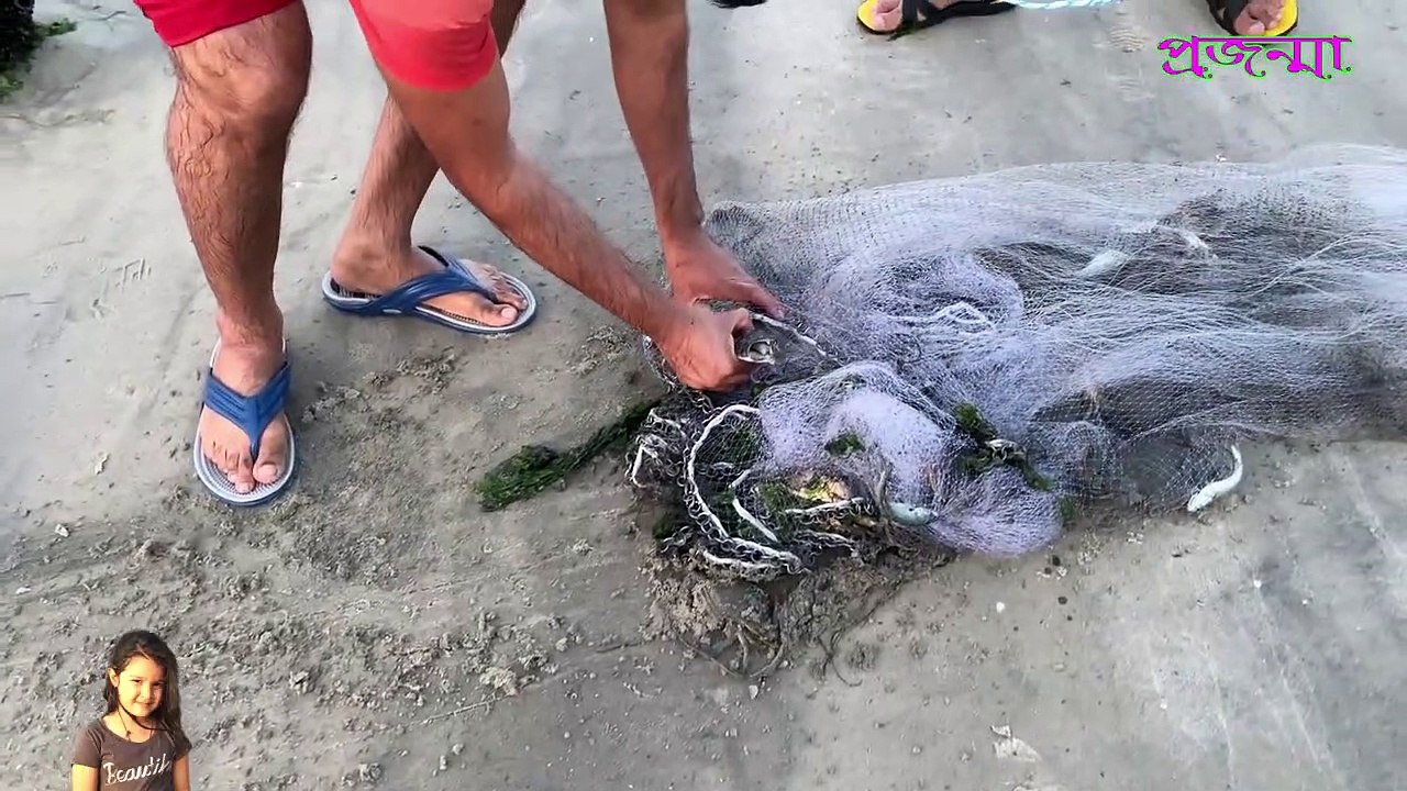 বিশাল  বড় মাছ ধরা পড়ল জালে । Traditional Net Catch Fishing  । Jiboner Golpo । Prozonma