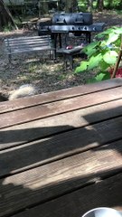 Girl Makes Friends With Wild Squirrel