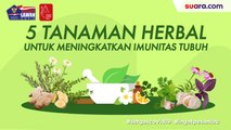 Videografis:  5 Tanaman Herbal untuk Meningkatkan Imunitas Tubuh