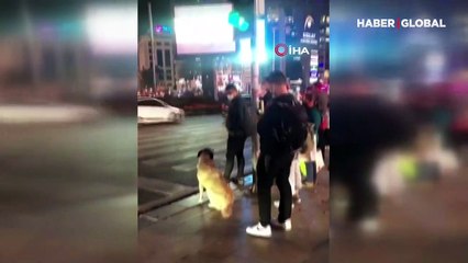 Kırmızı ışıkta bekleyen köpek gülümsetti