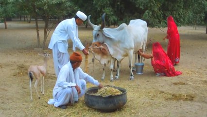 देखिये : यहाँ हिरणों के बच्चों को महिलाएं पिलाती है दूध और पशु पक्षियों को बच्चों की तरह पालते है यहां लोग