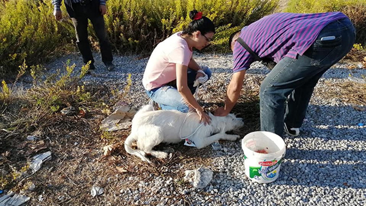 Yazlıkçıların ölüme terk ettiği kedi ve köpeklere hayvanseverler sahip çıktı