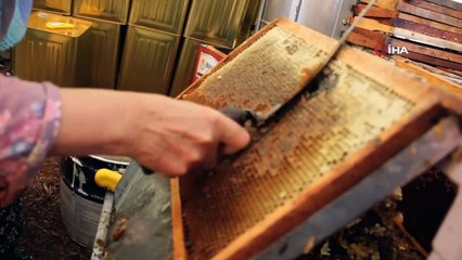 Çam Balında Kayıp Yıl, Rekolte Yüzde 90 Oranında Düştü