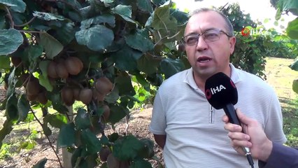 Banka Sektörünü Bıraktı Kivi Yetiştiriciliğine Başladı