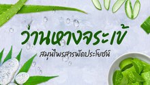 ว่านหางจระเข้ กับประโยชน์ต่อสุขภาพ บอกเลยดีจริง