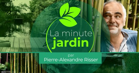 Que planter au potager en automne ?