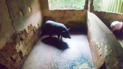 Con lợn mỡ dày 7cm siêu ú mập