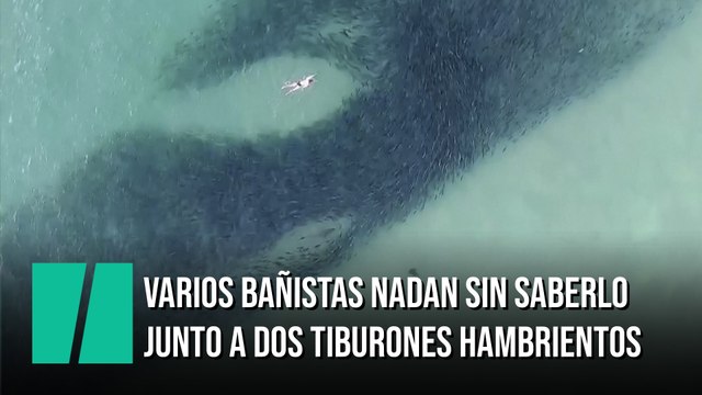 Decenas de surfistas nadan sin saberlo junto a dos tiburones hambrientos en Australia