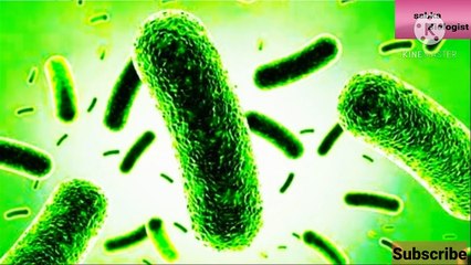 Is Lactobacillus Bacteria Is Present In Curd ?