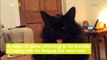 Watch Adorable Cat Stick His Tongue Out Every Time His Favorite U2 Song Comes on