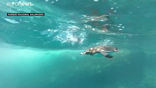 شاهد.. زيادة في أعداد أصغر بطريق في العالم