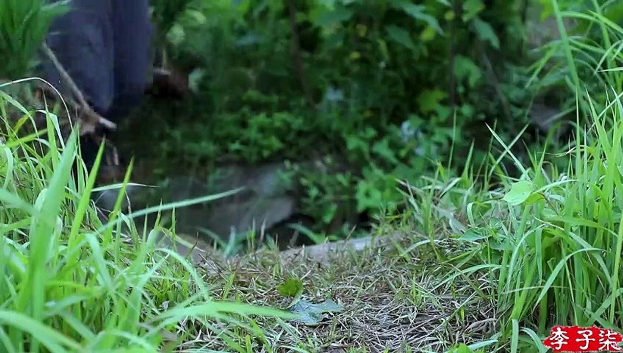 月儿圆圆，稻米飘香，正逢农家收谷忙Full Moon, Fragrance of Ripe Rice, Farmers Busy Harvesting Crops   Liziqi Channel