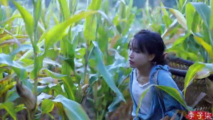 金黄的季节，载满了收获的喜悦和玉米的香甜Golden season, full of preasure of harvest and sweet corn   Liziqi Channel