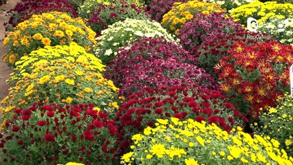 Reportage - Chrysanthèmes et jardinières plaisent toujours autant avant la Toussaint
