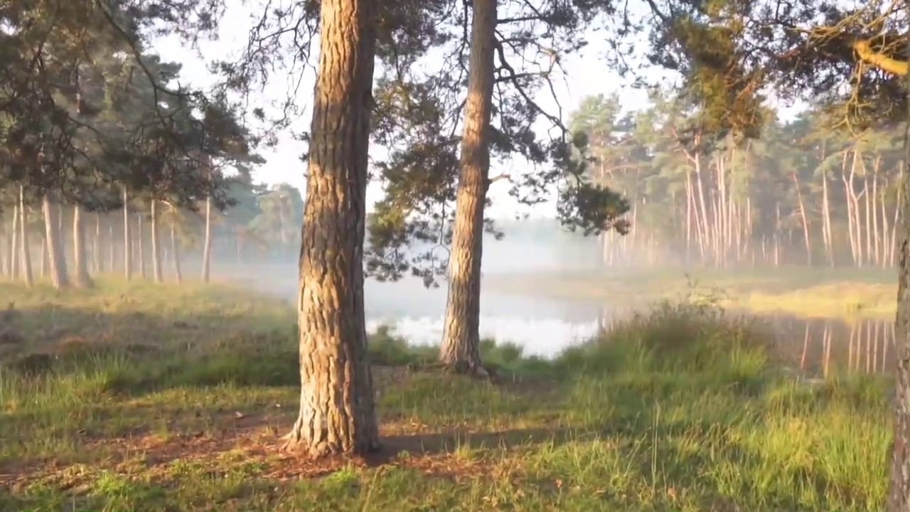 Natural beautyful scene scene