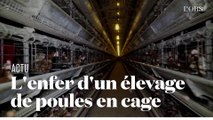 Dans l'enfer d’un élevage de 200 000 poules en cage dans l’Oise, dénoncé par L214