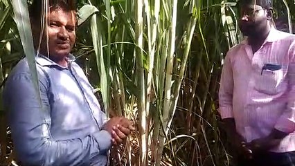 Netsurf biofit results on Sugarcane