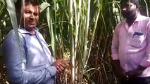 Netsurf biofit results on Sugarcane