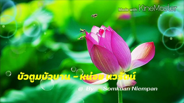 บัวตูมบัวบาน หน่อย นวรัตน์ 4k ( 2160 X 3840 60fps )