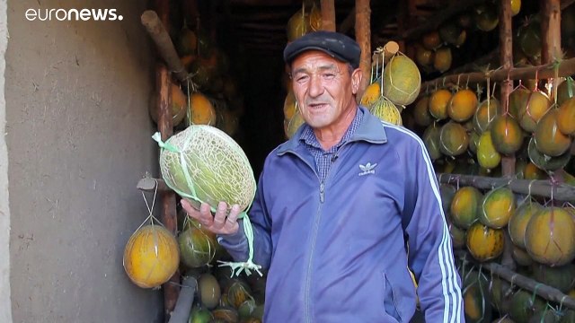 Дыни помогают пережить коронавирусный кризис