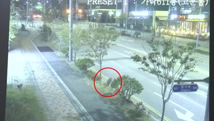 세종시에서 멧돼지 출몰 잇따라...사흘 새 3마리 포획 / YTN