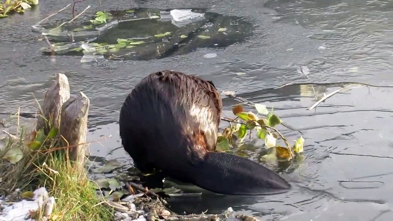 Tel un petit sous-marin, ce castor apparait sous la glace et la brise