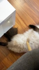 Fluffy Cat Gives Owner a Halloween Fright