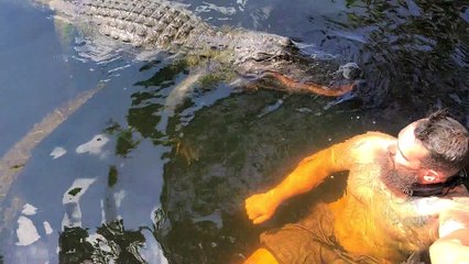 Alligator Nibbles at Man in Water