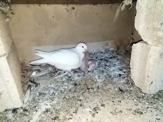 Young birdsFeed the young birds