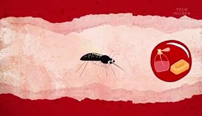 Why you're a mosquito magnet