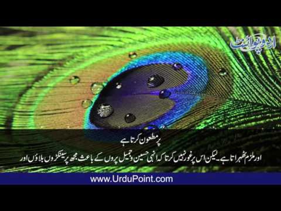Morr Aur Danishwar - Urdu Story -  مور اور دانش ور