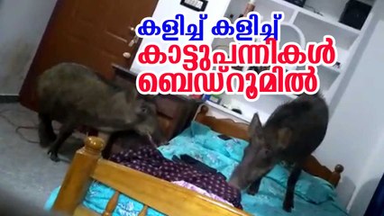 കളിച്ച് കളിച്ച് കാട്ടുപന്നികള്‍ ബെഡ്റൂമില്‍ Wild Boar Enters Bedroom