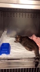 Ayasofya'nın kedisi Gli'den üzücü haber