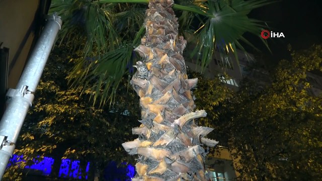 Ağaçta mahsur halan yavru kediyi polis kurtardı