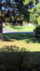 Deer Crossing Road Has a Close Call