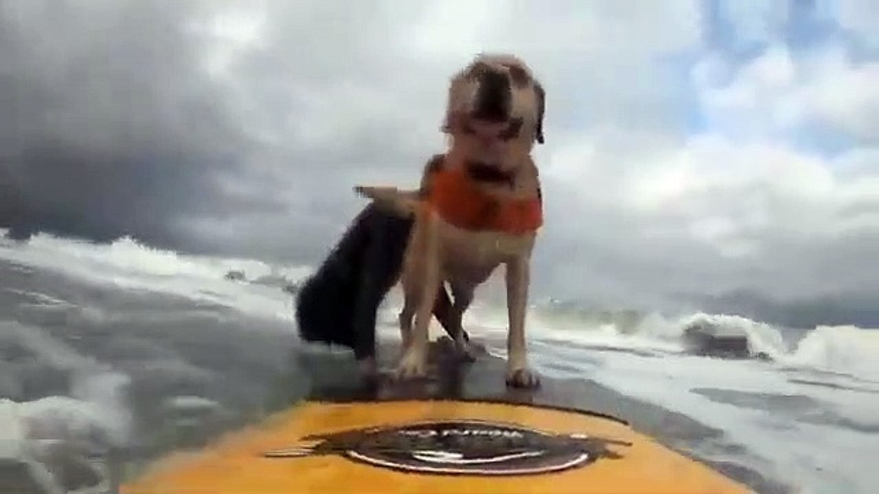 dog shows smooth skills while surfing at beach - surfing bulldog shows off skills in san francisco