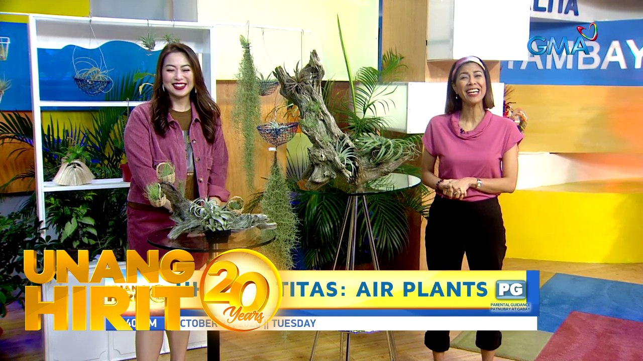 Unang Hirit: UH Plantitas: Air plants na tipid sa space!