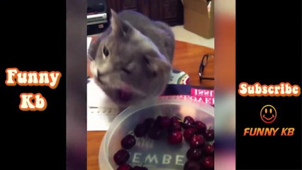 #14  [ 挑戦は笑わない ] かわいいペットと面白い動物 Funny Kb